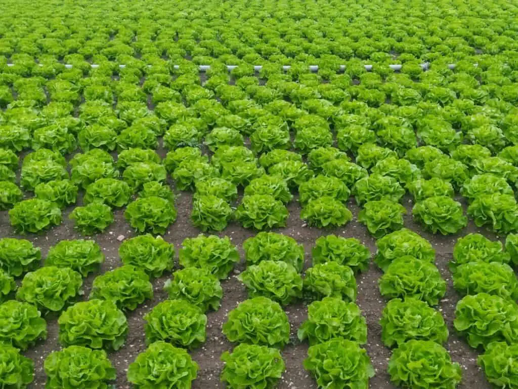 Fresh lettuce in a field