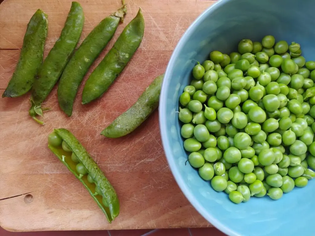 Fresh peas with pea pods