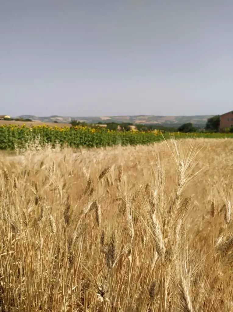 Italian wheat field in summer
