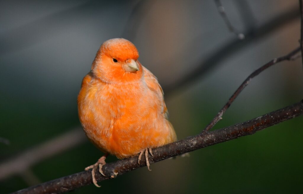 Orange canary on a branch