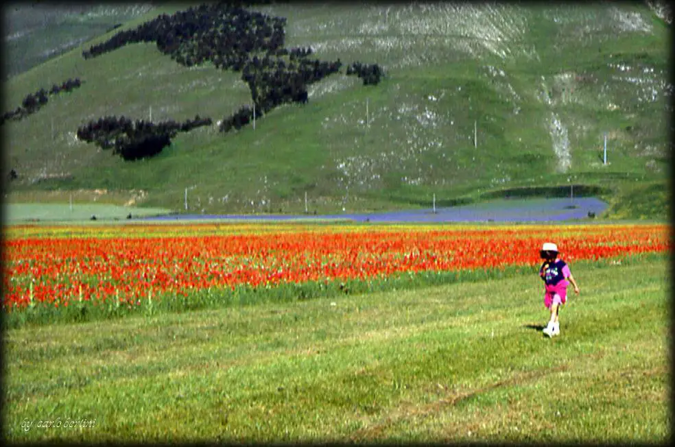 Picture of a child in an Italian field